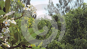 Plumeria tree is high and many blossom in garden.