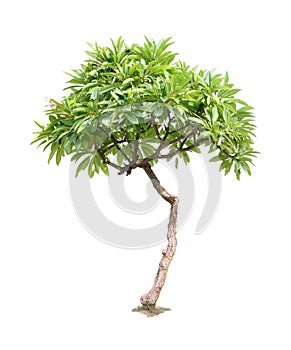 Plumeria tree isolated