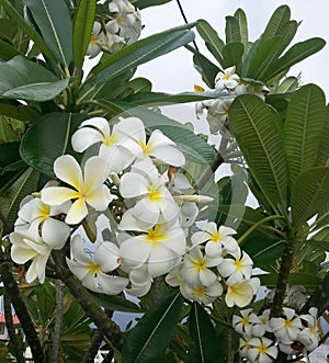 Plumeria tree with white and yellow flowers