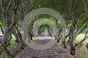 Plumeria trees tunnel over pathway