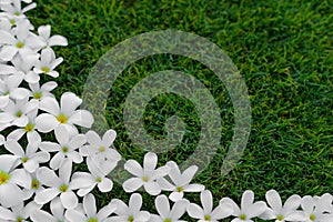 Plumeria tropical flowers ornament on green grass