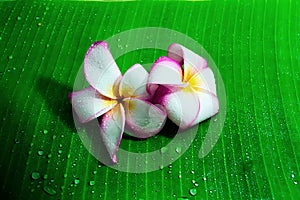 Plumeria with water drop on the banana leaf blackground.