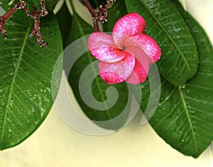 Plumeria, water drops from rain, naturally, fresh pink frangipani flower with leaves in garden