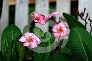 Plumeria, water drops from rain, naturally, fresh pink frangipani flower with leaves in garden