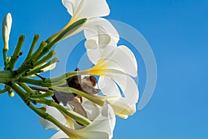 Plumeria photo