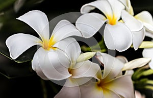 Plumeria white flowers