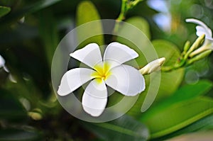 Plumeria