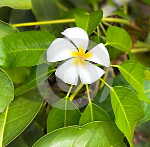 Plumeria White Tropical Frangipani Flower Jungle Tropics