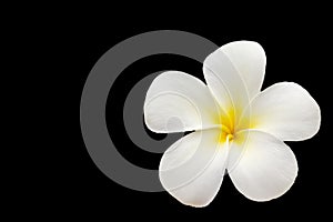 Plumeria white and yellow flower isolated on black background wi