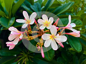 Plumeria Yellow Pink Tropical Frangipani Flower Jungle Tropics