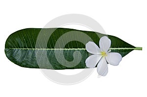 Plumeriaon leaf on white background