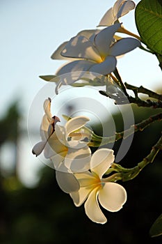 Plumerias