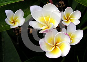 Plumerias