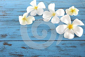 Plumerias on the blue background