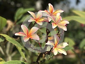 Plumerias