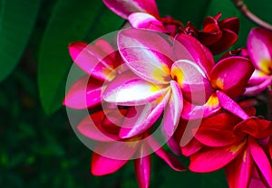 Plumerias flower