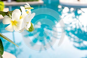 Plumerias flower on the tree, background be swimming pool