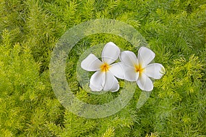Plumerias on green leafs