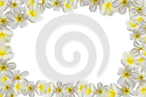 Plumerias on white Background