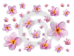 Plumerias on white background