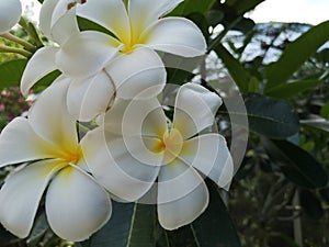 Plumeriaâ€‹ tropicalâ€‹ flowerâ€‹