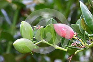 Plumerira fragrant flowering plant