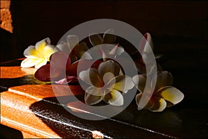 Plumery flowers or frangipani red and white illuminated by the sun side