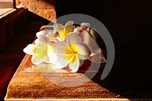 Plumery flowers or frangipani red and white illuminated by the sun side