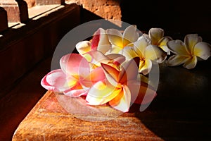 Plumery flowers or frangipani red and white illuminated by the sun side