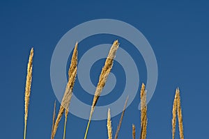 Plumes of a giant reed canes on a blue sky - Arundo donax