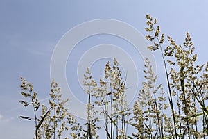 Plumes of kentucky bluegrass and a blue background