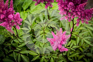 plumes of pink astilbe