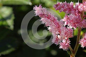 Plumes of pink false spirea grow in the summer