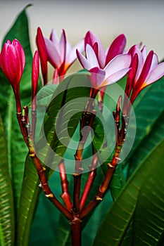 Plumieria in the garden
