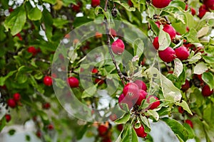 Plumleaf crab apple