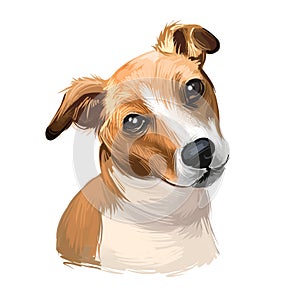 Plummer Terrier dog portrait isolated on white. Digital art illustration of hand drawn dog for web, t-shirt print and puppy food photo