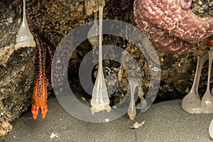 Plumose Anemone and Burrowing Sea Cucumber Hang From Ceiling Of Small Sea Cave