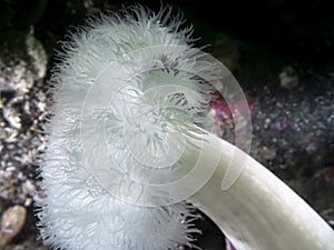 Plumose Anemone Metridium farcimen
