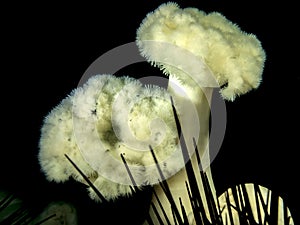 Plumose Anemone (Metridium farcimen)