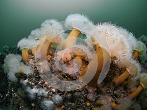 Plumose Anemones in the blue waters of St Abbs.