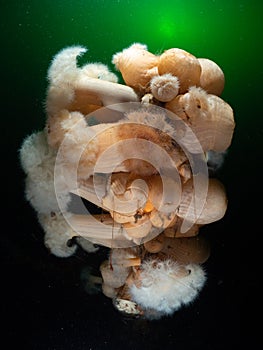 Plumose Anemones have overgrown the wreck of SS Breda, underwater in Scotland.