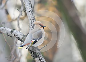 Plump bird the Waxwing sits hunched on a branch in the rain