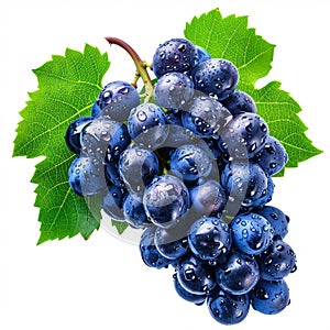 Plump Blue Grapes with a Verdant Leaf isolated on white background with full depth of field and deep focus fusion