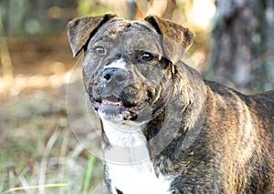 Plump Bulldog mix breed dog