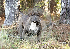 Plump Bulldog mix breed dog