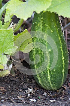 A plump cucumber ripening organically on the vine.