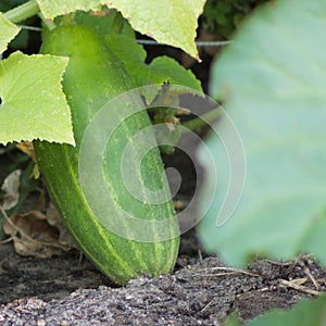 A plump cucumber ripening on the vine.