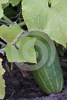 A plump cucumber ripening on the vine shaded by leaves.