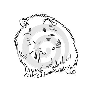 Plump cute Guinea pig, sketch vector graphics black and white drawing