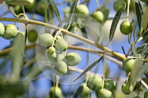 Plump Italian Olives tree